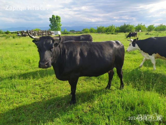 продавам говеда, снимка 7 - Крави - 46125864