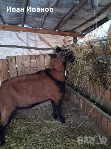 френски алпин