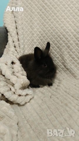 Декоративни зайчета, 2 иесеца