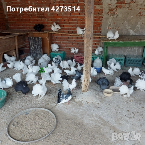 Продавам гълъби Финерлии - бели, сиви и пъстри, снимка 2 - Гълъби - 52268397