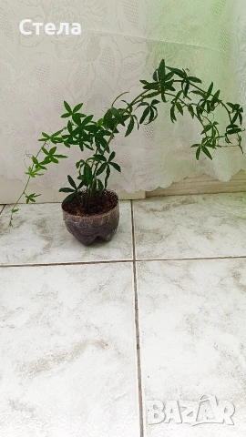Бенджамин, Хлорофитум, Бегония, Женшен, Фикус , снимка 16 - Стайни растения - 41867611