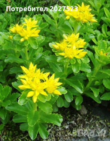 камчатски седум , снимка 2 - Градински цветя и растения - 45062225