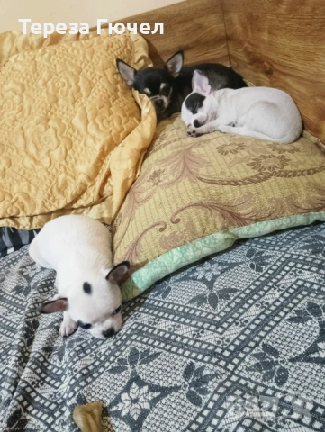 🐶Кученца пинчери - Две Ваксини🐶, обезпаразитени кучета пинчер 🐾, снимка 6 - Пинчер - 53313093