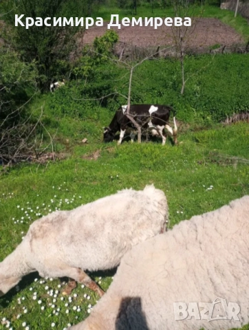 Продавам крава. Намалена цена, снимка 2 - За селскостопански - 51923423