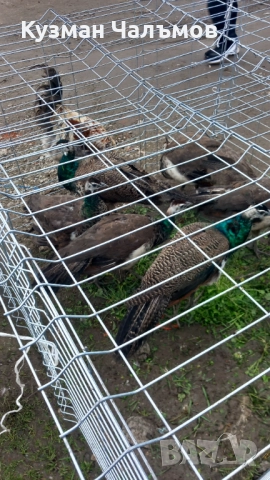 Продавам пауни 