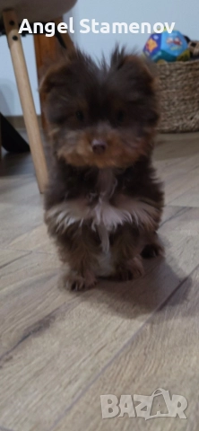 Йорки бивер мини шоколадово момченце!, снимка 2 - Йоркширски териер - 52827229