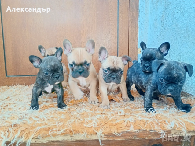 Френски булдог кученца