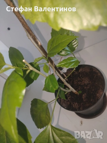 Хибискус/китайска роза, цъфти с едри червени кичести цветове, снимка 5 - Стайни растения - 52044964