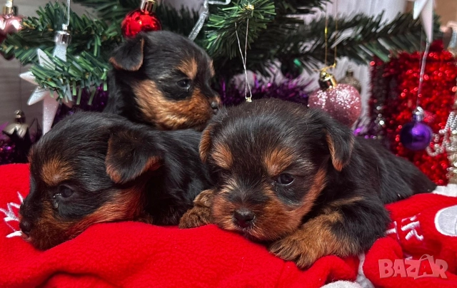 Мини йорки, снимка 2 - Йоркширски териер - 52854416