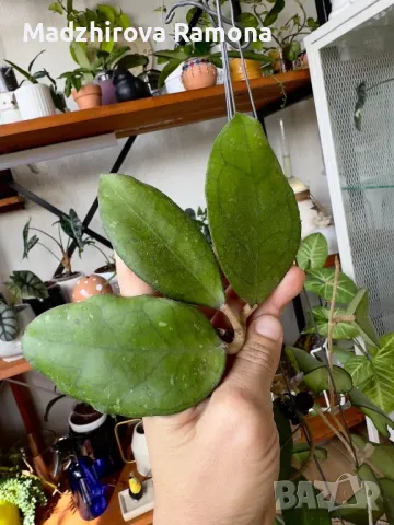 Hoya CV.Joy seeds , снимка 1 - Стайни растения - 47598110