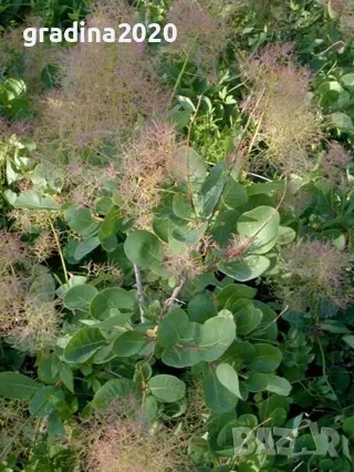 Смрадлика - Cotinus coggygria (Rhus cotinus), снимка 2 - Разсади - 49153264