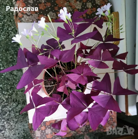 Продавам красива лилава детелина цвете , снимка 8 - Стайни растения - 47079779