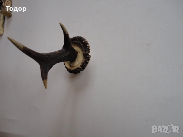 Рог рога закачалка , снимка 8 - Антикварни и старинни предмети - 52639649