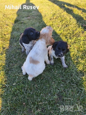 Епаньол бретон, снимка 2 - Бретон шпаньол - 52899215