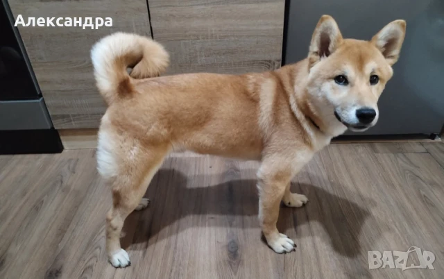 Шиба Ину момченце , снимка 1