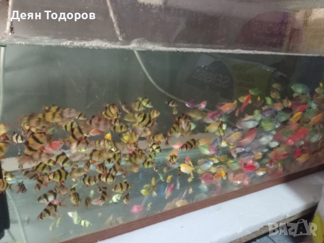 Тернеция 8 цвята, снимка 3 - Рибки - 53786373