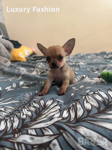 Мини чихуахуа момченце, снимка 5 - Чихуахуа - 54218067