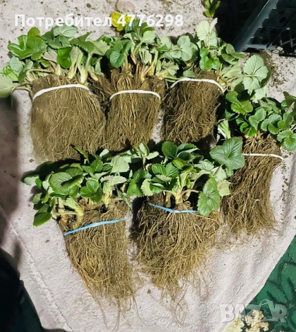 Качествен разсад ягоди и малини