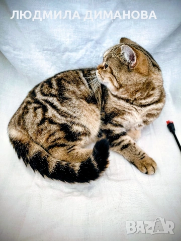 Шотландско златна чинчила , снимка 3 - Чинчили - 53326454