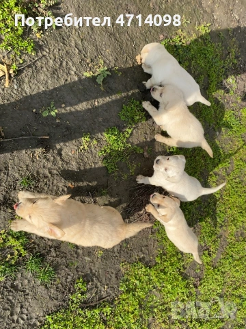 Бебета Лабрадори