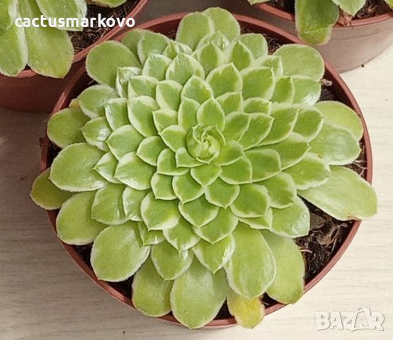 Aeonium tabuliforme f. variegata , снимка 4 - Стайни растения - 46682589