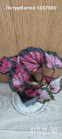 Бегония Inca night 