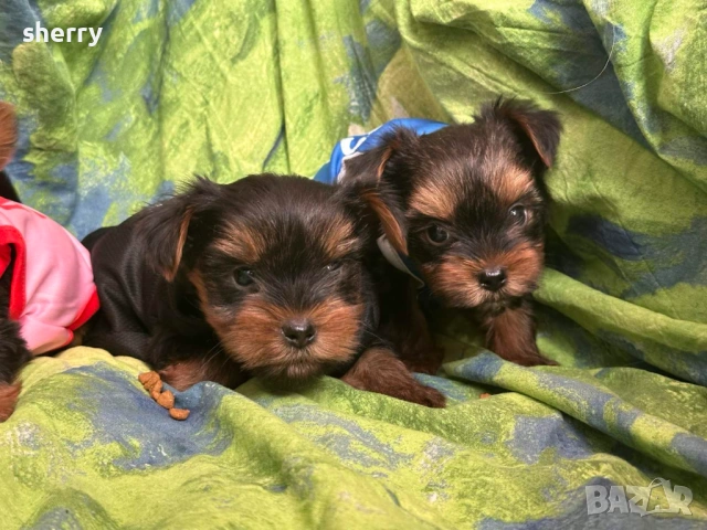 Мини йоркита 