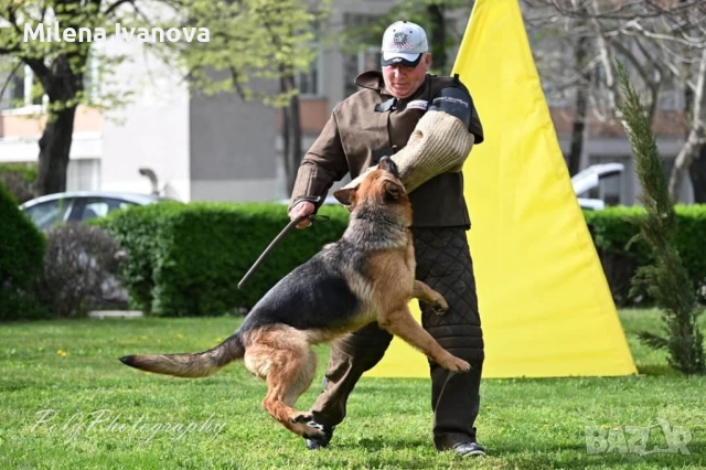 Младо мъжко куче син на Вицесветовен шампион , снимка 3 - Немска овчарка - 51638015