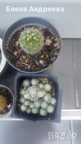 Микс от кактуси и живораждащо каланхое, снимка 4 - Градински цветя и растения - 51041896