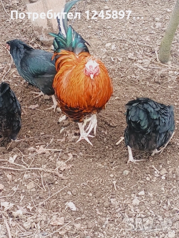 Кетро петли