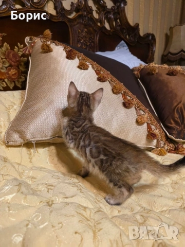 Бенгалско коте, снимка 5 - Бенгалски - 40146006