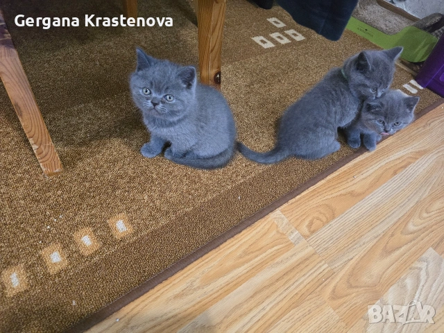 Британски котенца, снимка 6 - Британска късокосместа - 53950829