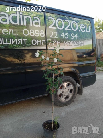 Хибискус Кичест - Щамба Цветове   Бала , Розова и Червена , снимка 10 - Разсади - 46653636