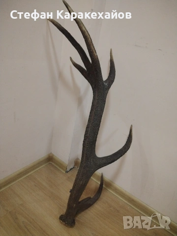 Рог от благороден елен , снимка 3 - Декорация за дома - 53820746