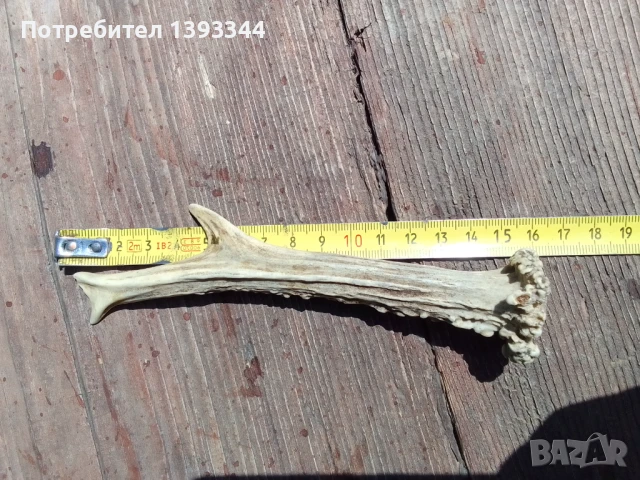 Рог от сръндак, снимка 4 - Декорация за дома - 50444888