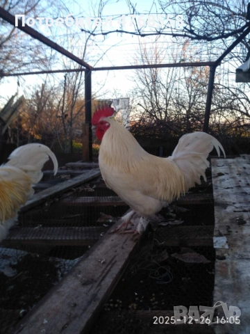 Продавам млади петли, снимка 2 - Кокошки и пуйки - 53871499