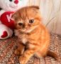 Шотландски клепоухи котета, снимка 5