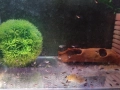 Продавам рибки , снимка 9