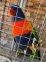 Чифт многоцветни лори само размяна за други папагали, снимка 2