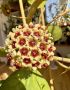 Hoya Kerrii , снимка 1 - Стайни растения - 45544407