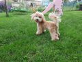 Куче Малтипу - мъжко, на 5 месеца, снимка 1 - Други - 45898217