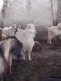 Продавам ярета, пръчове и кози, снимка 3
