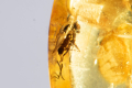 Полиран балитйски кехлибар с насекомо муха 4.6ct, снимка 1 - Други ценни предмети - 45012859