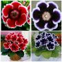 Каменно цвете (Глоксиния)- комплект, снимка 1 - Градински цветя и растения - 45160399