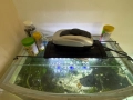 Аквариум с риби и живи растения, снимка 4