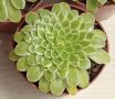 Aeonium tabuliforme f. variegata , снимка 4