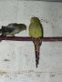 Продавам женски Планински папагал, снимка 3