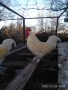 Продавам млади петли, снимка 2