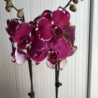 Орхидея фаленопсис, снимка 10 - Стайни растения - 45108751
