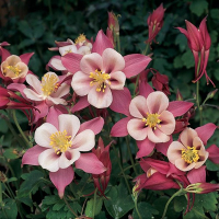 СЕМЕНА ЗА КАНДИЛКА AQUILEGIA HYBRIDA, снимка 3 - Сортови семена и луковици - 44966691